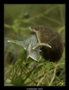 Freshwater snail by Beate Seiler 
